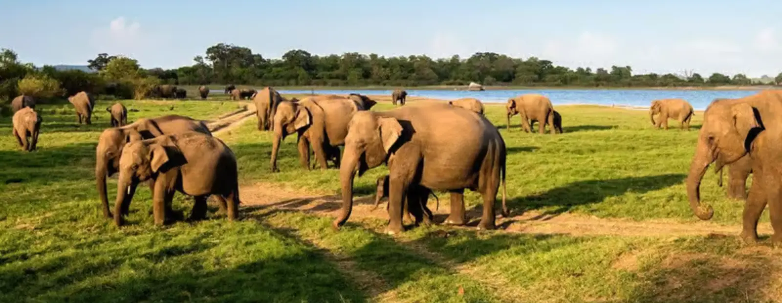 Sri Lanka Wildlife